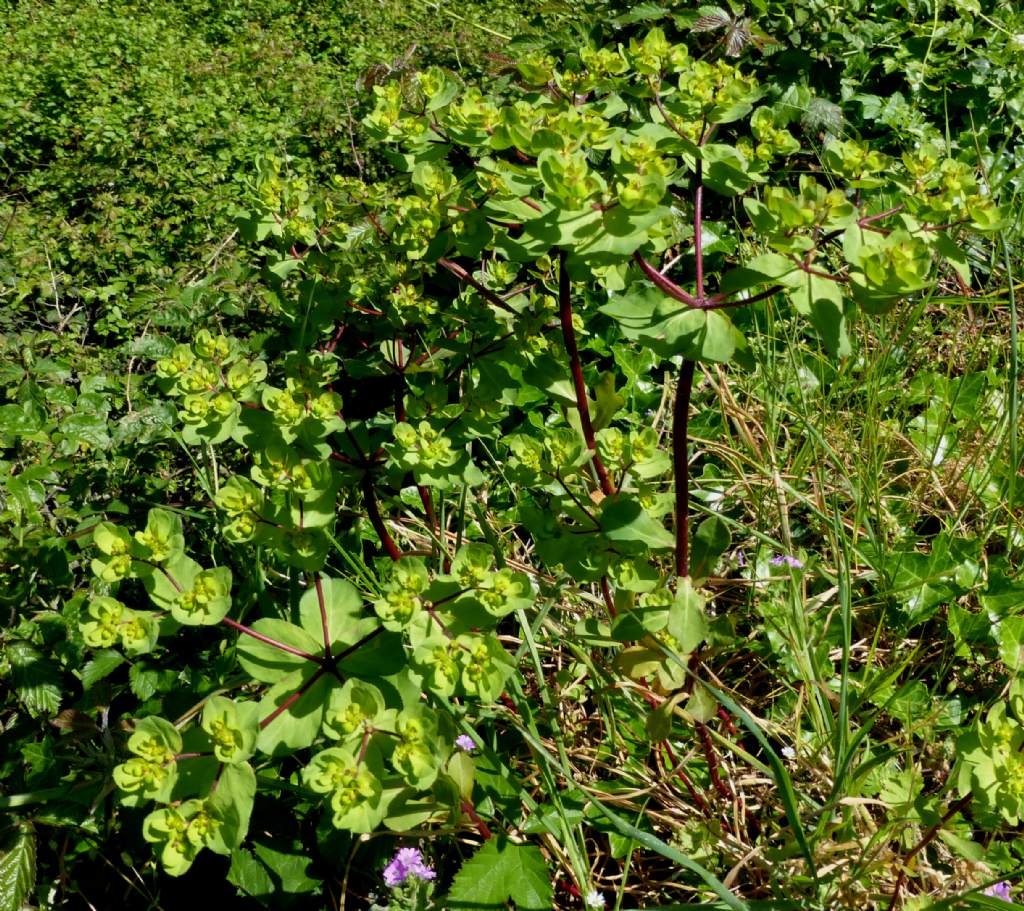 Euphorbia helioscopia L.